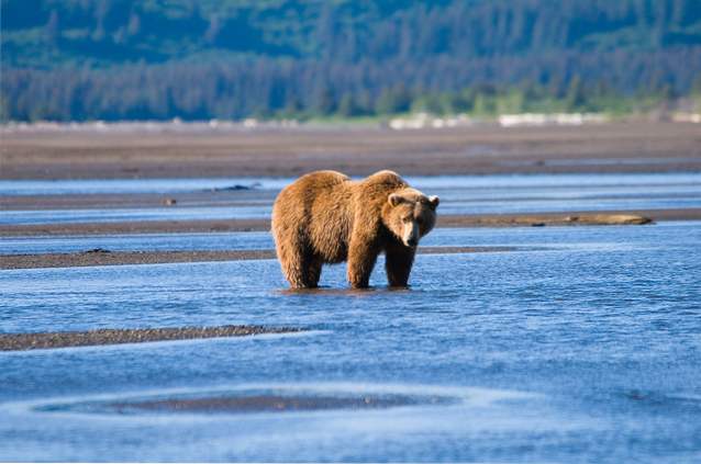 10 bästa destinationer för en björnsafari / Vilda djur och växter