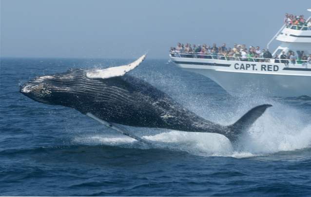 10 beste Whale Watching Tours over de hele wereld / Tours