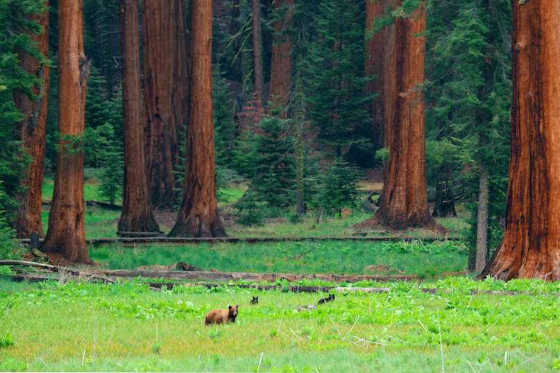 10 vakreste nasjonalparker i California / California
