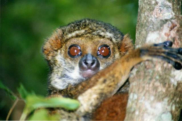 10 top toeristische attracties in Madagaskar / Afrika