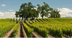 25 beste Vinprodusenter i California (california)