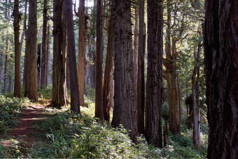 Upptäck Endor på Redwood National Park i Kalifornien / kalifornien