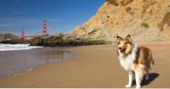 12 hondvriendelijke stranden in de San Francisco Bay Area (Californië)