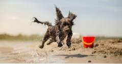 15 beste hundevennlige strendene på Gulf Coast (strender)