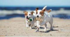 25 Beste hondvriendelijke stranden in de VS. (stranden)