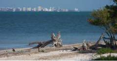 Bästa tiden att besöka Sanibel Island, Florida, Weather & Other Travel Tips (florida)