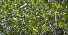 Manchineel Tree (Florida)