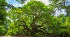 Angel Oak, Johns Island, South Carolina (sc)