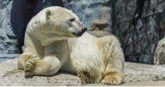 Saker att göra i Alaska Alaska Zoo (familjesemester)