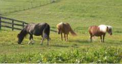Ting å gjøre i Gettysburg, PA Land of Little Horses (pennsylvania)