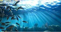 Aktivitäten in Tampa Florida Aquarium (Florida)