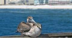 15 beste ting å gjøre i Gulf Shores, Alabama (alabama)