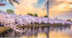 Cherry Blossom Festival in Washington, DC (tips)