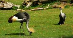 New Orleans, LA Saker att göra Audubon Zoo (louisiana)