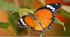 New Orleans, Louisiana Audubon Butterfly Garden och Insectarium (attraktioner)