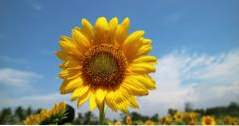Plaatsen om te bezoeken in Florida Sunflower Field Florida (Florida)