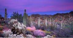 Saguaro nationalpark i Tucson, Arizona (destinationer)