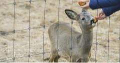 Sevierville, Tennessee Dingen om te doen Smoky Mountain Deer Farm (Tennessee)