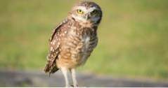 Dingen om te doen in Eugene Cascades Raptor Center (attracties)