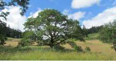 Ting å gjøre i Eugene Mount Pisgah Arboretum (attraksjoner)