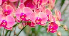 Saker att göra i Hawaii Akatsuka Orchid Gardens (hawaii)