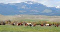Unternehmungen in Montana Grant-Kohrs Ranch (Abenteuer)