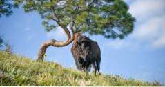 Aktivitäten in Montana National Bison Range (montana ferien)
