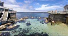 Freizeitangebote in Monterey, Kalifornien Monterey Bay Aquarium (MBA) (Kalifornien)