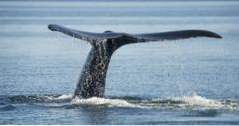 Aktivitäten in Oregon Whale Research EcoExcursions und der Wal, Sea Life und Shark Museum (Oregon)