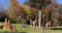Zoos in der Nähe von Charlotte, NC (Nord-Carolina)