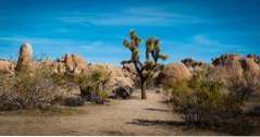 12 Beste dingen om te doen in Joshua Tree, Californië (Californië)