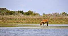 15 beste North Carolina Islands (nord carolina)