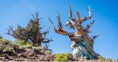 15 beste ting å gjøre i Bishop, California (california)