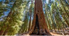 Beste dagsturer fra San Francisco Sequoia og Kings Canyon National Parks (california)