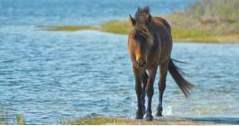 Bästa Maryland Islands Assateague Island (maryland)