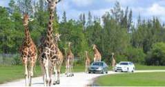 Beste dingen om te doen in Florida Lion Country Safari (Florida)