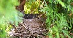 Beste dingen om te doen in Green Bay Bay Beach Wildlife Sanctuary (Wisconsin)