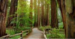 Kalifornien Redwood Forests (kalifornien)