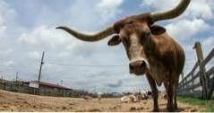 Fort Worth Stockyards i Fort Worth, Texas (texas)