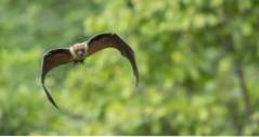 Gainesville, FL Ting å gjøre Lubee Bat Conservancy (florida)