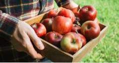 Ny Paltz Apple Picking (ny)