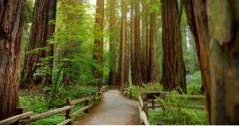 Rotholz-Wald, Kalifornien (Kalifornien)