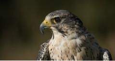 Ting å gjøre i Boise, Idaho World Center for Prey Birds (attraksjoner)