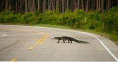 Saker att göra i Florida St. Marks National Wildlife Refuge (florida)