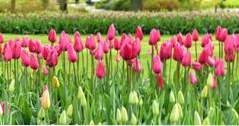 Saker att göra i Holland Veldheer Tulip Garden (Michigan)