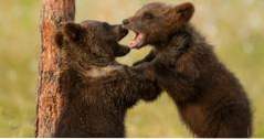 Dinge in Idaho Yellowstone Bear Welt zu tun (Idaho Urlaub)