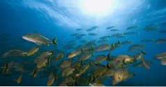 Dingen om te doen in Key Largo, Florida John Pennekamp Coral Reef State Park (Florida)