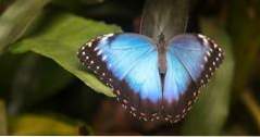 Vancouver Island Dinge zu tun Victoria Butterfly Gardens (Kanada)