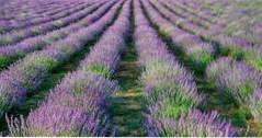 Washington State Dinge zu tun Pelindaba Lavendel Farm (Washington)