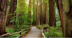 Wo in der Nähe von Redwood National Park übernachten (Kalifornien)